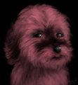 Sir Fluffington