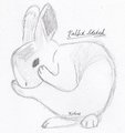 Bunny Sketch