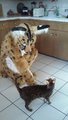 When cats play by NeroServal