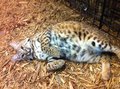 Belly rubs? by NeroServal