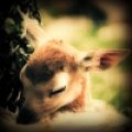 dj zimmerman - Forest Fawn 