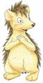 Hedgehog boy