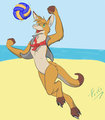 Flinters Volleyball color