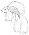 Betta and Koi cross by vinzydesign