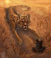 Wild and Fancy Chee by SpotTheCat