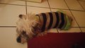 R.I.P. Oscar January, 04 2016