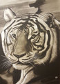 Tiger Portrait