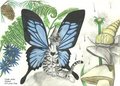 Faery Kitty by Scales4sale