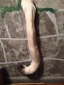 Cougar Tail by Bryson