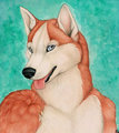 Red Husky