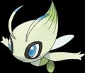 The secret of the Ilex Forest
