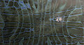 The Eleventh Dimension by Crystalcia