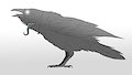 *Raven Noises*