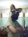 Fursuit head. by KerikSyenth