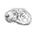 Samson Curled Up