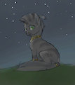 Nighttime Refelctions