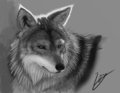 Wolf Speedpaint