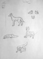 Non-anthro Studies - Dog