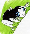 Blue eyed Husky frog