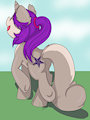 pony squirel