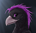 Burd