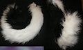Black Husky Tail