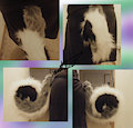 Custom Husky Tail by YenriStar