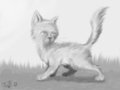 Odd Cat