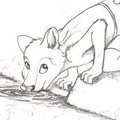 wolf kid