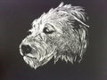 Rykov Scratchboard