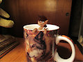 Tiny Keith Coffee