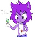K.T. Catte