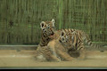 Meet the tiger family by SidneyKenson