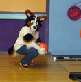 Stirling The Corgi 2