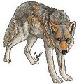 Why the long face, Wolf?