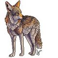 Why'd you look back, Coyote?