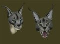 Caracal Head Studies