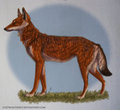 The Ethiopian Wolf