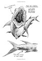 Muraecuda 2