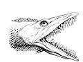 Muraecuda Head