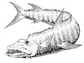 Muraecuda Full Body