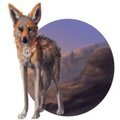 Desert Dweller