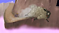 Spyro and the Sheep - Speed by MarsMiner