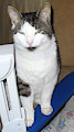 Second Cat by peter10ns