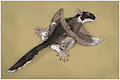 Ichthyoconodon jaworowskorum (commission)