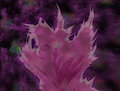 Pink Magnitude --- Artwork by Kaz by FabulousKazzyPoo