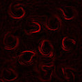 Distorted Love --- ORIGINAL ARTWORK BY KAZ THE HUSKY by FabulousKazzyPoo