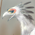 Look at my Bird!