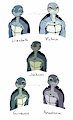 Teenage Mutant Sea Turtles