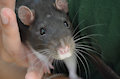 Bruce the Rat